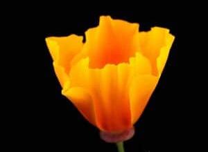 one CA yellow poppy flower and black background