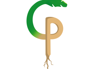 C (Leaf) connected with P (Root)